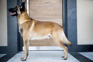 Samson Salomon Vitris Bohemia Samson Salomon Vitris Bohemia