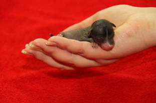 Enormously Cute Princes De La Roses Enormously Cute Princes De La Roses
