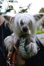 Blondi Gloriya Blondi Gloriya