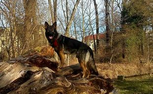 Brando von der Königswiese Brando von der Königswiese