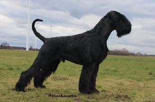 Pontifex Maximus von Blackmoore Pontifex Maximus von Blackmoore