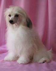 Sleek Slim Pet Baby Francheska Sleek Slim Pet Baby Francheska