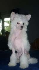 Fanny Fee Chinesische Engel Fanny Fee Chinesische Engel