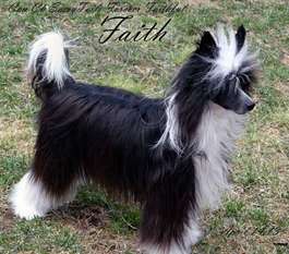 Am Can Ch Sassytails Forever Faithful Am Can Ch Sassytails Forever Faithful