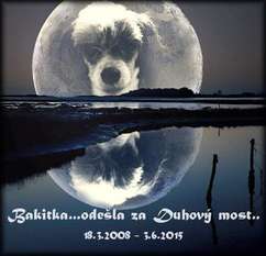 Bakita Bonnie Ze Shetlandu Bakita Bonnie Ze Shetlandu