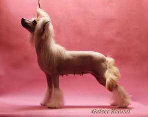Ingrus Yuventa Graciya Ingrus Yuventa Graciya