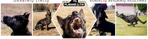 Plienine iltis