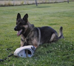 Ajax vom Haus Denfors K9 Ajax vom Haus Denfors K9
