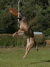 Crazy fly'n Dogs I'm gentle Crazy fly'n Dogs I'm gentle