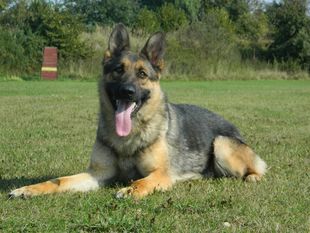 Jacklin z Trojmezí Jacklin z Trojmezí