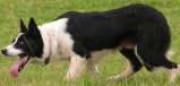 Dale Pen Y Bryn ISDS 248762 Dale Pen Y Bryn ISDS 248762