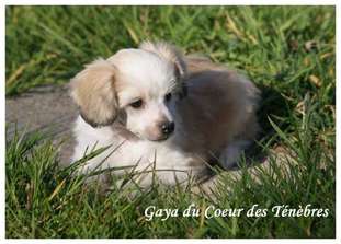 Gaya Du Coeur Des Tenebres Gaya Du Coeur Des Tenebres