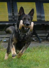 Thor vom Schmiedegarten Thor vom Schmiedegarten