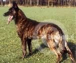Catro (Janssen) Catro (Janssen)
