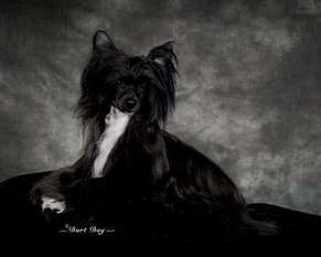 Ch Lola Is A Showgirl For Bouldercrest Ch Lola Is A Showgirl For Bouldercrest