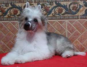 Sweet Boy De Sothis. Sweet Boy De Sothis.