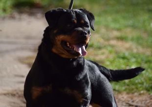 Evi vom Aleks Rott Evi vom Aleks Rott