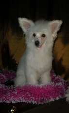 Crested Charm Jasmine My Princess Crested Charm Jasmine My Princess