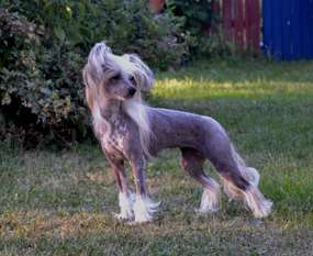 Fabulous Dogs Favorite Girl Fabulous Dogs Favorite Girl