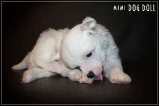 Mimi Dog Doll Clairvoyant Mimi Dog Doll Clairvoyant