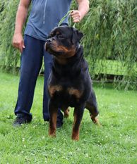 Elgin vom Weiltal Elgin vom Weiltal