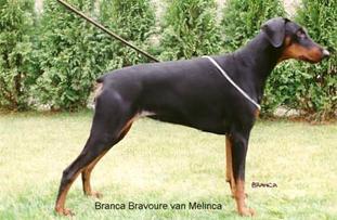 Branca Bravoure van Melinca Branca Bravoure van Melinca