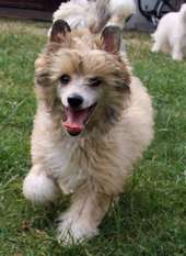 Be My Dog's Earl Of Kingdom Be My Dog's Earl Of Kingdom