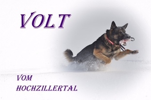Volt vom Hochzillertal Volt vom Hochzillertal