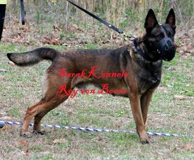 Rey von Bocão Malinois Rey von Bocão Malinois