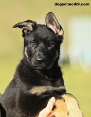 Rosso European K9 training base Rosso European K9 training base