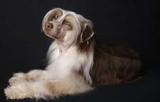 Dogland Happy Pret-a-porte Dogland Happy Pret-a-porte
