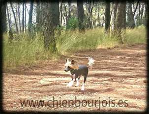 Athos De Le Chien Bourjois Athos De Le Chien Bourjois