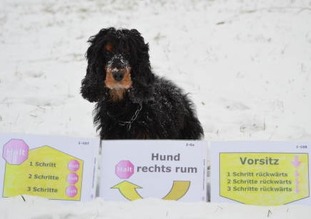 Joey von der Sandheide Joey von der Sandheide