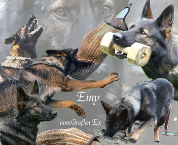 Emy vom Großen Ex Emy vom Großen Ex