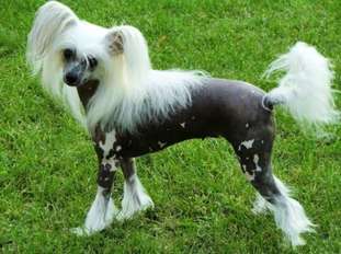Ingrus Milisa Baif Ingrus Milisa Baif
