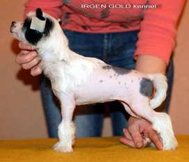 Irgen Gold Tiffany Irgen Gold Tiffany