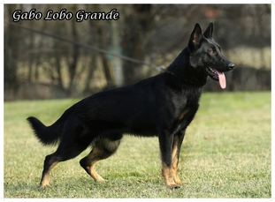 Gabo Lobo Grande Gabo Lobo Grande