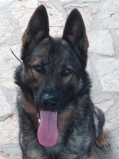 N'Ares de Dog Attitude N'Ares de Dog Attitude