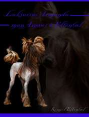 Luksorius Armando Mon Amour á Elfental Luksorius Armando Mon Amour á Elfental