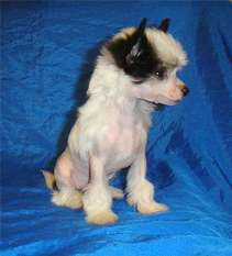 Ml Hairless Ml Hairless