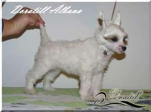 Doratill Albana Doratill Albana