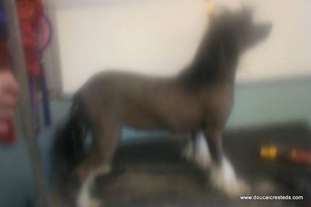 Doucai's Hyper Hyper Hysteria Doucai's Hyper Hyper Hysteria