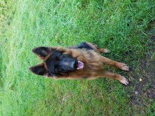 Charly Brown von Silvalacus Charly Brown von Silvalacus
