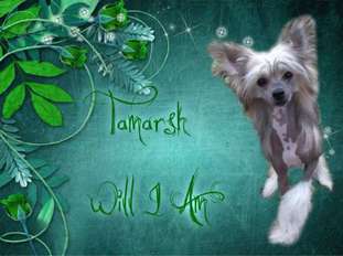 Tamarsh Will I Am Tamarsh Will I Am