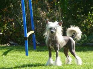Black Moses Von Dolce Diamante Black Moses Von Dolce Diamante