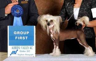 Can. Gch. Amch. Crest-vue's Pin-up Girl At Swifthaven Can. Gch. Amch. Crest-vue's Pin-up Girl At Swifthaven
