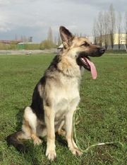 SARKEL ARS VLASTELINA SARKEL ARS VLASTELINA