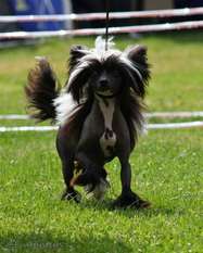 De La Mahafu's Glammiss Jagger De La Mahafu's Glammiss Jagger