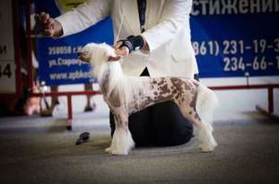 Olegro Katrin Madam Million Olegro Katrin Madam Million