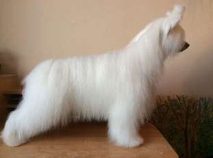 Prince White Eddy Prince White Eddy